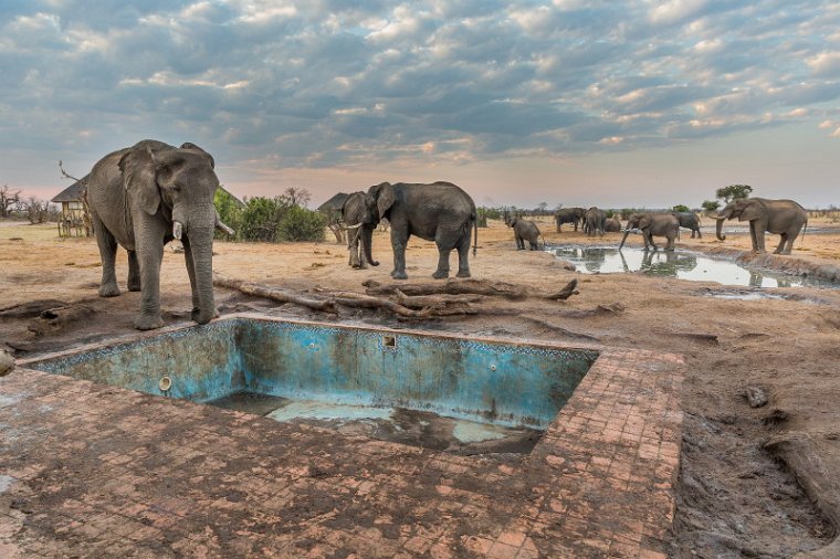 072 Zimbabwe, Hwange NP, olifanten.jpg